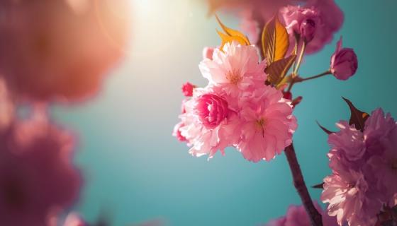 梦见搬花是什么意思 梦见搬花有什么预兆