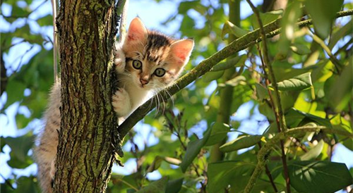 女人梦见猫说明老公有外遇 女人梦见好多猫是什么预兆