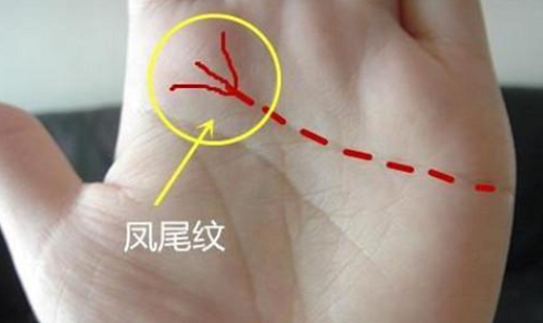 女人富贵命罕见手相凤尾纹和树杈有何区别 女人富贵命罕见手相凤尾纹在那里