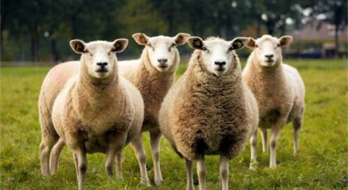 属羊的人2023年运势及运程 属羊的人2023年运势及运程每月