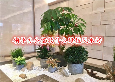 领导办公室放什么绿植风水好