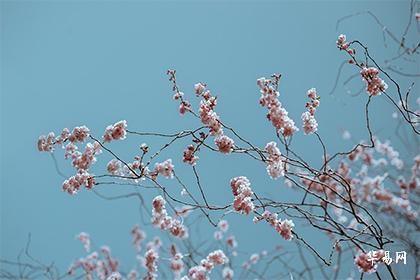 日柱癸酉出生月份命运 癸酉日柱出生命运精论