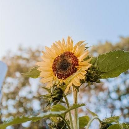 本命年兔适合爸爸貔貅