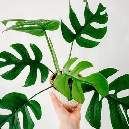 看手相桃花运怎么看,如何看手相桃花运