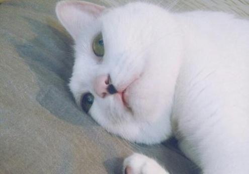 属猪的今年的岁数,属猪的今年的岁数是多大