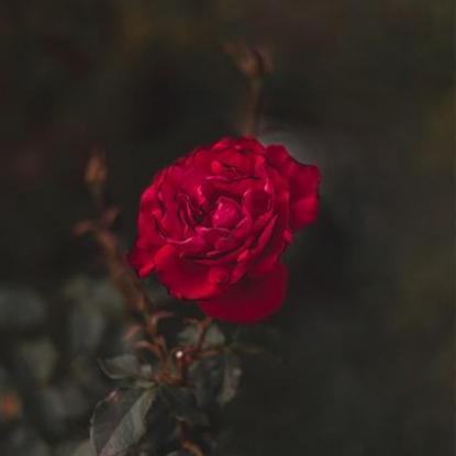 熊芮悦名字打分,熊芮悦这个名字的含义寓意怎么样