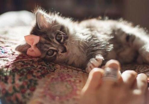 梦到自己孩子被猪咬了预示着什么意思